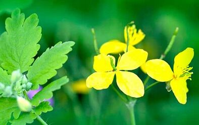 Using celandine to remove warts