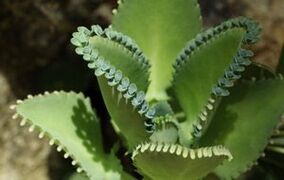Folk remedies for removing papillomas