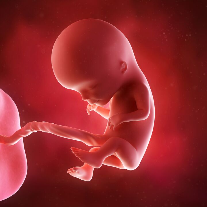 the baby in the womb