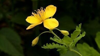 Removing warts with celandine